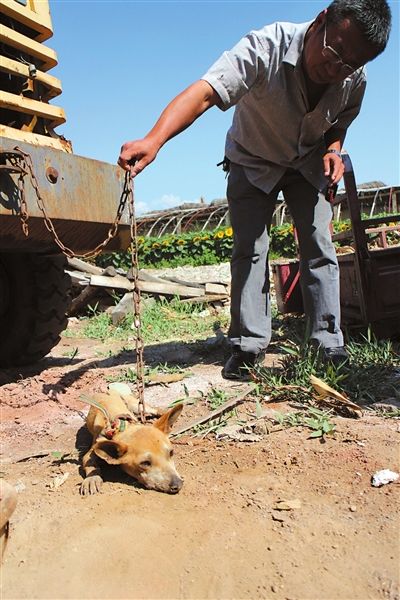 西夏區(qū)農(nóng)牧局工作人員在仔細(xì)觀察該動物。