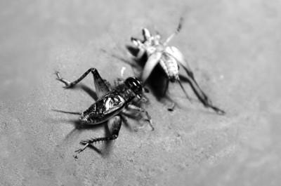 蟋蟀市場(chǎng)出現(xiàn)高價(jià)蛐蛐 一只賣3萬(wàn)(圖) 蟋蟀市場(chǎng)出現(xiàn)高價(jià)蛐蛐 一只賣3萬(wàn)(圖)