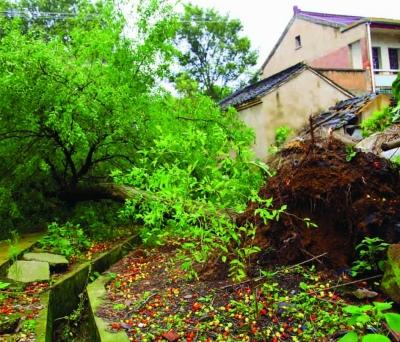 江蘇溧陽一村莊遭遇12級龍卷風 大樹被連根拔起 江蘇溧陽一村莊遭遇12級龍卷風 大樹被連根拔起