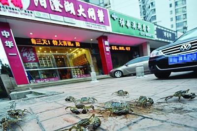 水產店忘關店門 上百只螃蟹“疊羅漢”出逃(圖)