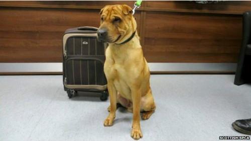 蘇格蘭動(dòng)物權(quán)益慈善組織已經(jīng)通過(guò)芯片查出這只小狗的名字叫凱。