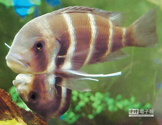 這對(duì)連體魚上面的哥哥體型較大，約是下面弟弟的2倍