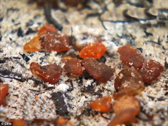 波羅的海的一場(chǎng)暴風(fēng)雨將琥珀卷到了岸上，這里包攬了全球90%的琥珀產(chǎn)量。