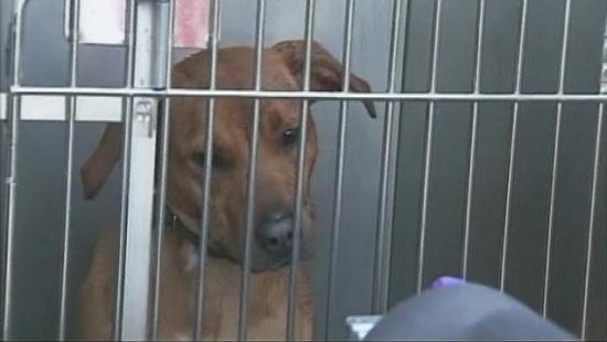 圖為當(dāng)時(shí)襲擊艾琳的兩只惡犬其中之一。