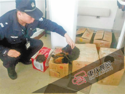 3只小藏獒被裝紙箱帶上火車(chē) 低吠嚇退乘警長(zhǎng)