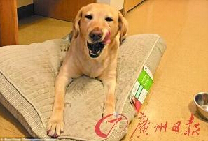 機(jī)智的導(dǎo)盲犬尤蘭達(dá)。