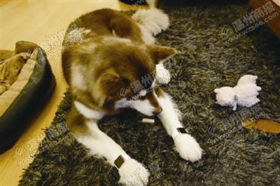 說到蘋果表，昨天的網(wǎng)友大為感嘆：人比人，氣死人了。不！是人比狗，氣死人。