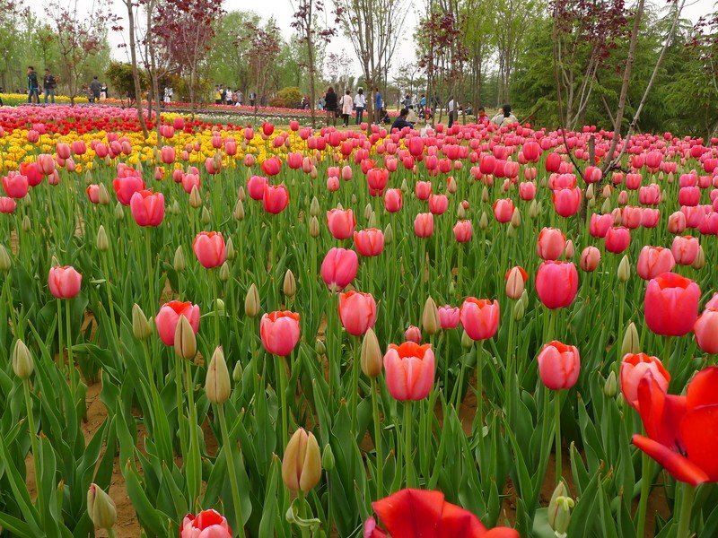 粽子節(jié)遇上兒童節(jié)，你想好去哪了么？