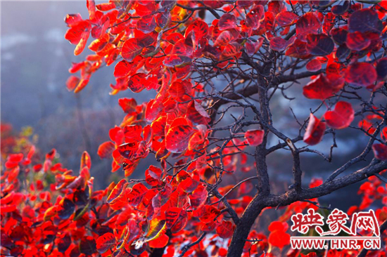2014年第五屆嵩山紅葉節(jié)將于10月26日盛大開幕