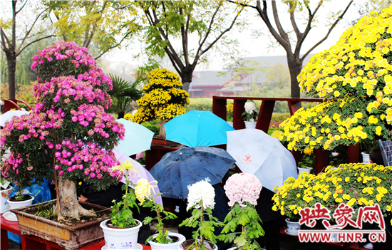 天好、花美 中國開封第32屆菊花文化節(jié)延長一周