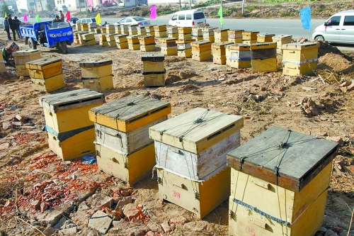 這些蜜蜂箱沿路依次擺放,綿延近千米。