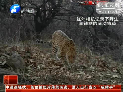 萌萌噠！濟(jì)源首次拍到金錢豹