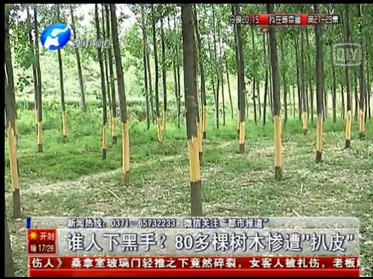 80多棵樹被“扒皮” 誰痛下黑手？