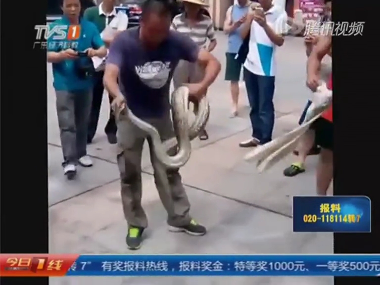 司機在汽車引擎蓋內發(fā)現(xiàn)大蟒蛇 消防花1小時擒獲