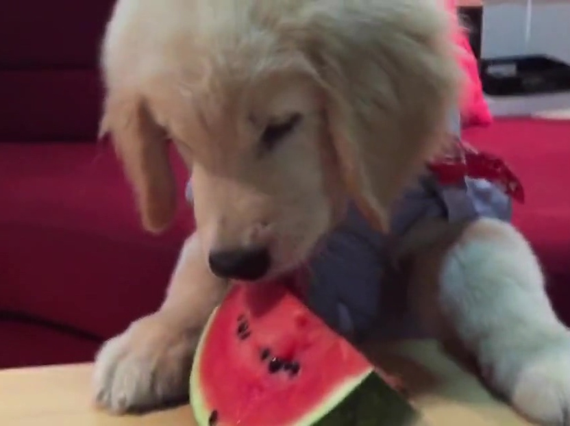 超萌金毛啃西瓜！夏天來了汪星人也要消暑??！