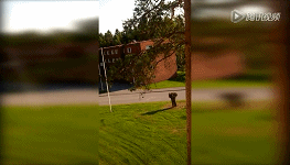 神勇松鼠從樓頂飛躍至大樹(shù) 起跳準(zhǔn)備動(dòng)作太萌了