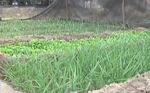 生態(tài)廊道變菜園 誰干的？