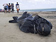 海洋環(huán)境惡化？巴西30鯨魚擱淺