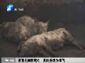 家畜大面積死亡 真的是因為毒氣！