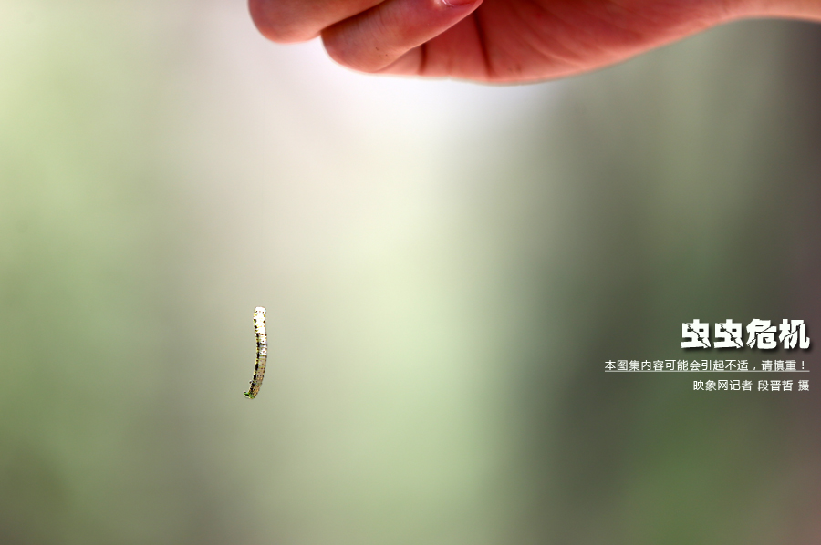 當(dāng)小蟲子從樹上垂絲而下懸在半空中時(shí)，給路上的行人帶來諸多不便
