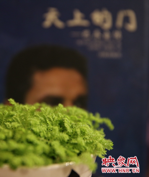 書架上精心布置的綠色植物。