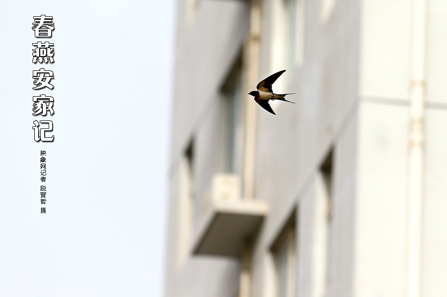 為了愛巢，每天奔波在樓宇間不斷努力