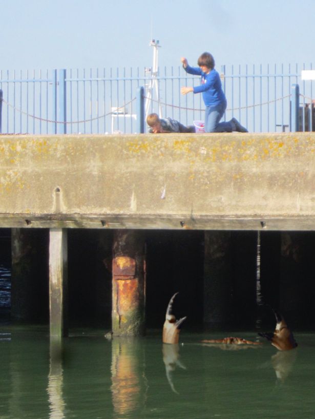 英國(guó)再現(xiàn)巨蟹照片 目測(cè)或有15米長(zhǎng) 英國(guó)再現(xiàn)巨蟹照片 目測(cè)或有15米長(zhǎng)