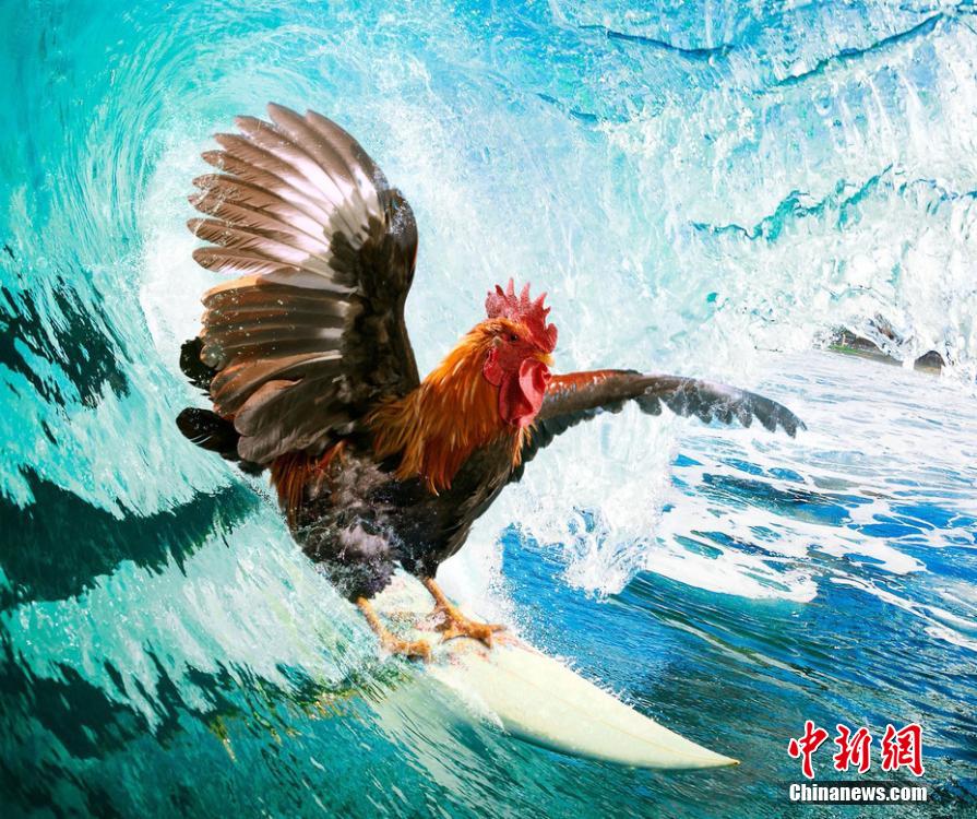 有趣！英國(guó)一公司推出公雞日歷