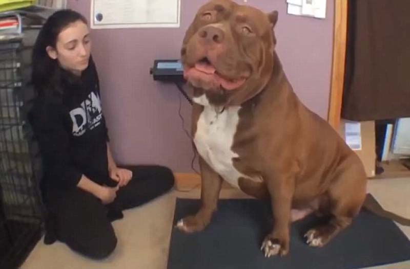 世界最大斗牛犬重達79公斤 后腿站立高過成人 世界最大斗牛犬重達79公斤 后腿站立高過成人