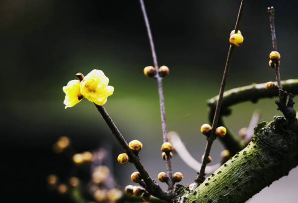 暗香浮動(dòng) 河南七大賞梅地推薦 暗香浮動(dòng) 河南七大賞梅地推薦